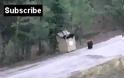 ΣΥΓΚΙΝΗΤΙΚΟ VIDEO: Επιχείρηση… αρκουδοδιάσωσης σε σκουπιδοντενεκέ!