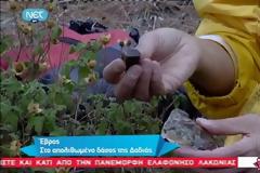 Το απολιθωμένο δάσος της Δαδιάς στον Έβρο