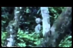 Μαύρο UFO αιωρείται πανο απο το τροπικό  δασός στην  Βραζιλία, Νοέμβριος 2012.