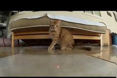Γάτες εναντίον Laser [Video]