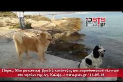 Καταστροφική πυρκαγιά στην Αγκαιριά της Πάρου