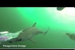 Το βίντεο – εφιάλτης που έγινε viral: Καρέ καρέ πώς είναι να σε τρώει καρχαρίας…