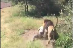 Συγκλονιστικό βίντεο: Λιοντάρι αρπάζει από τον λαιμό τον ιδιοκτήτη του πάρκου όπου κρατείται και...