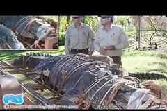 Αυτός είναι ο πελώριος κροκόδειλος των 600 κιλών – Τον έψαχναν 8 ολόκληρα χρόνια [video]
