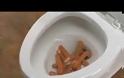Έριξε λουκάνικα στην λεκάνη της τουαλέτας για να σας δείξει κάτι... Θεϊκό αποτέλεσμα! [video]