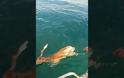 Εύβοια: Ξεκίνησαν για ψάρια αλλά ψάρεψαν αυτό το πανέμορφο ελάφι – Σαρώνουν το διαδίκτυο οι απίστευτες εικόνες [video]