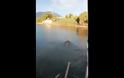 Εύβοια: Ξεκίνησαν για ψάρια αλλά ψάρεψαν αυτό το πανέμορφο ελάφι – Σαρώνουν το διαδίκτυο οι απίστευτες εικόνες [video]
