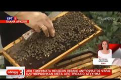 Η ΕΡΤ1 για την τραγωδία στην Αμάρυνθο με τον άτυχο ψαρά που έπεσε νεκρός από τσιμπήματα μελισσών (ΒΙΝΤΕΟ)