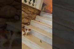 βίντεο από τη φονική φωτιά στο Μάτι