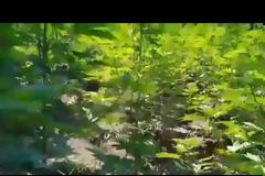 Βίντεο και φωτογραφίες από τη φυτεία με τα 1750 δνδρύλλια στην Αχαΐα