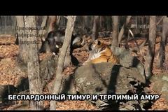 Τα έσπασαν ο τράγος και η τίγρης που ζούσαν αρμονικά σε πάρκο της Ρωσίας
