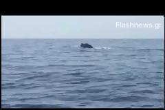 Κολύμπησε δίπλα σε φάλαινα ανοιχτά των Σφακίων!