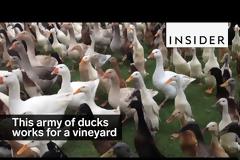 Τι δουλειά έχουν 900 πάπιες μέσα σε έναν αμπελώνα;