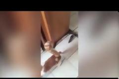 Η απίστευτη αντίδραση μιας γάτας όταν βλέπει έναν ποντικό! [video]