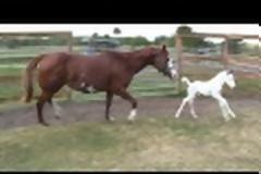 Αυτό το άλογο γέννησε μία πολύ σπάνια φοράδα - Δώστε προσοχή στο πρόσωπο της και θα καταλάβετε!