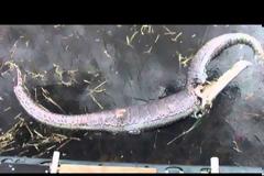 ΣΟΚΑΡΙΣΤΙΚΟ: Πύθωνας κατάπιε ολόκληρο αλιγάτορα - Δεν φαντάζεστε τι έγινε στη συνέχεια… [video]