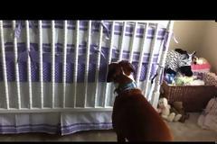 Μόλις ήρθε το μωρό στο σπίτι... Δείτε τι κάνει αυτός ο σκύλος και θα πάθετε πλάκα! [video]