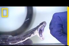 Ανατριχιαστικό! Έτσι επιτίθεται ένα φίδι... [video]