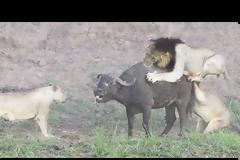 Απίστευτο βίντεο: 4 λιοντάρια ορμάνε σε ένα βουβάλι - Μη βιαστείτε να πείτε ποιος νίκησε... [video]