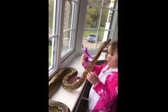 Δείτε τι κάνει αυτή η μικρή όταν ο πύθωνας πάει πάνω στο πρόσωπο της! [video]