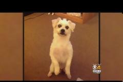 Απίστευτο! Έθαψε το σκύλο του ζωντανό γιατί πήρε … γάτα!