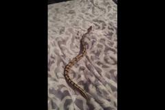 Πύθωνας «απενεργοποιείται» με το πιο απίθανο αντικείμενο που όλοι έχουμε σπίτι μας [Video]