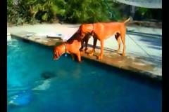 Σκύλος παθαίνει πανικό, όταν ο ιδιοκτήτης του κρύβεται κάτω από το νερό [video]