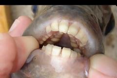 ΣΟΚ! Τι βρήκαν σε λίμνες στις ΗΠΑ; [video]