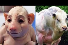 Απίστευτες εικόνες! 10 τέρατα που δημιούργησε ο άνθρωπος