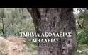 Φυτεία με 216 δενδρύλλια στη Βοιωτία (ΒΙΝΤΕΟ)