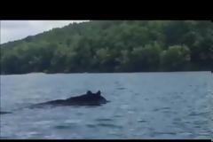 Παρατήρησε κάτι παράξενο να κινείται μέσα στο νερό μπροστά του... Θα πάθετε πλάκα όταν δείτε τι ήταν!