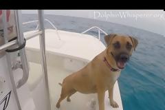 ΑΠΙΣΤΕΥΤΟ! Βλέπει για πρώτη φορά δελφίνια - Δείτε την αντίδραση της σκυλίτσας [video]