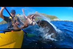 Επικό βίντεο: Φώκια χαστουκίζει άντρα στο πρόσωπο με... χταπόδι!