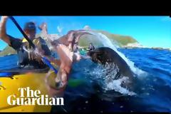 Φώκια χαστούκισε με... χταπόδι έναν κωπηλάτη που έκανε καγιάκ!