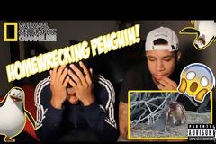 Ο απατημένος πιγκουίνος βρίσκει την γυναίκα του με άλλον και... [video]