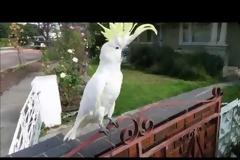 Παπαγάλος στην Αυστραλία τραγουδάει... «Σαν πας στην Καλαμάτα» [video]