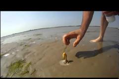 Έριξε αλάτι στην άμμο και δείτε τι πετάχτηκε [video]