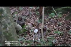 Ο μακάκας ήθελε τρελίτσες με ελάφια, αλλά... [video]