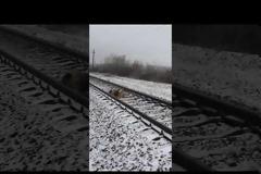 Η δύναμη της αγάπης με πρωταγωνιστές 2 σκύλους! [video]