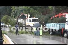 Νωρίς το πρωί της Δευτέρας στη Χαλκίδα: Τεράστιο πεύκο έπεσε στο δρόμο της Λεωφόρου Μακαρίου - Από τύχη δεν θρηνήσαμε θύματα! (ΦΩΤΟ & ΒΙΝΤΕΟ)