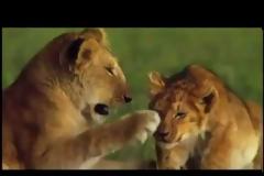 Παγκόσμια Ημέρα των Ζώων, 4 Οκτωβρίου (video)