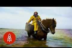 Ψάρεμα γαρίδας με άλογο! [video]