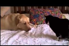 Ο σκύλος πλησιάζει πισώπλατα το γατάκι… Η συνέχεια θα σας κάνει να λιώσετε