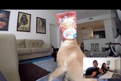 Έβαλε κάμερα στο σπίτι του να δει τι κάνει ο σκύλος του όταν λείπει - Θα γελάσετε μέχρι δακρύων...