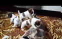 Κουτάβια Jack Russell λατρεύουν και παιδεύουν μία... γάτα! [video]