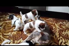 Κουτάβια Jack Russell λατρεύουν και παιδεύουν μία... γάτα! [video]