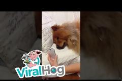 Σκύλος είναι μακριά από το αφεντικό του και «επικοινωνεί» μαζί του με βιντεοκλήση [video]