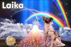 Το αδέσποτο χάσκι από τη Μόσχα που ταξίδεψε στο διάστημα πριν από τον άνθρωπο