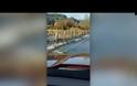 Απίστευτο βίντεο: Κοπάδι σολομών διασχίζει... δρόμο στην Ουάσινγκτον