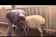 Ελάφια επιτέθηκαν και σκότωσαν πρόβατα στη Λήμνο